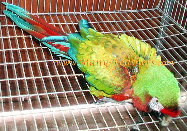 Hybrid, Shamrock Macaw, Spirit