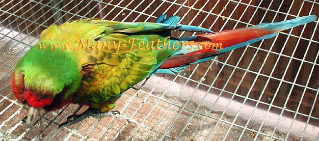 Shamrock Macaw, Spirit, has beautiful markings & coloration