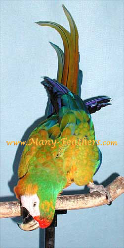 Camelot Macaw, Sky Walker