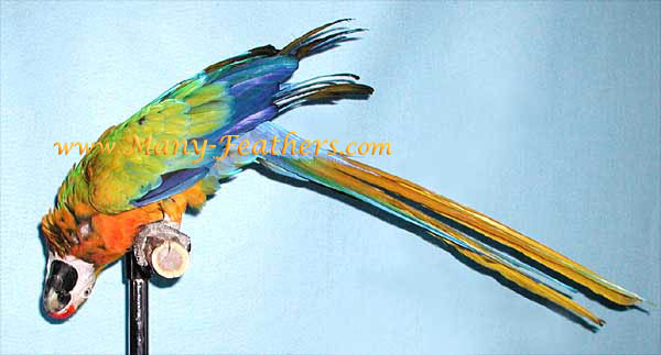 Camelot Macaw, Sky Walker