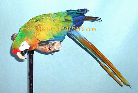 Camelot Macaw, Sky Walker