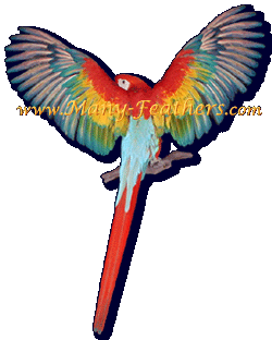 Shamrock x Scarlet hybrid macaw