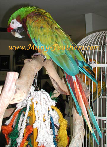 Shamrock Macaw, Spirit