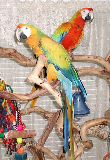 Camelot Macaw, Sunshine & Capri Macaw, Sunkist