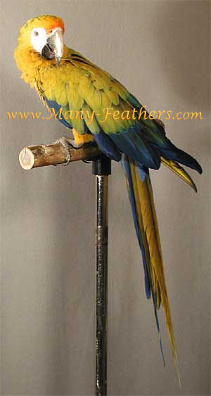 Yellow Camelot Macaw