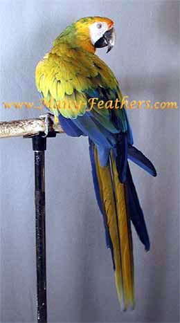 Yellow Camelot Macaw, Sunshine